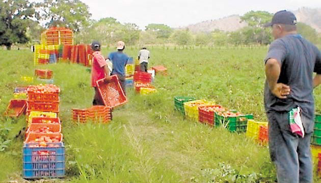 90% de frutas y vegetales en Panamá se cosechan en sectores que la sequía afecta poco