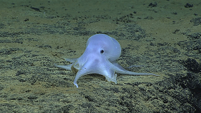 Posible nueva especie. Foto/ AP