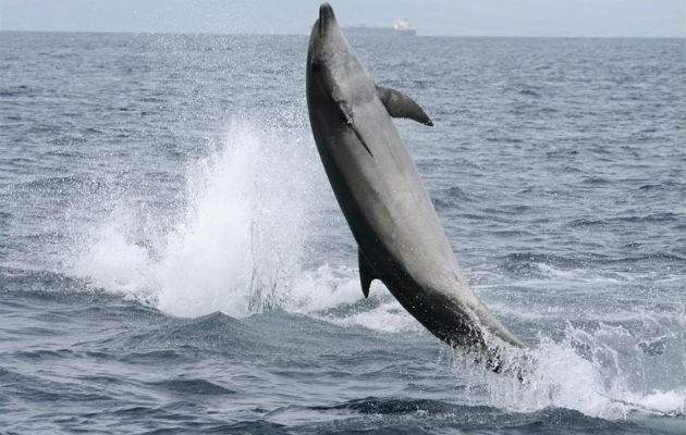 Un delfín en aguas de Canarias. Foto: EFE