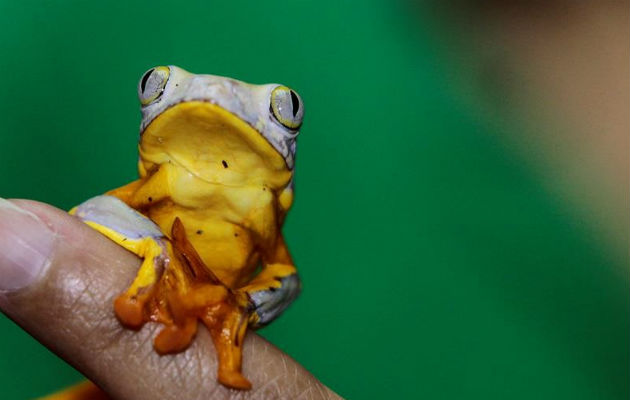 Cerca de 600 familias de ranas hay en Ecuador. Foto/ EFE