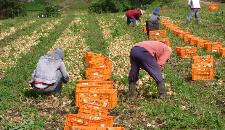 Los trabajadores del sector agrícola serían algunos de los empleados más afectados con la baja en los precios de los alimentos y el estancamiento de la economía al optarse por la importación. Los trabajadores del sector agrícola serían algunos de los empleados más afectados con la baja en los precios de los alimentos y el estancamiento de la economía al optarse por la importación. Archivo