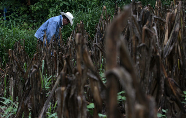 Los campesinos han perdido plantaciones completas por la sequía. Foto/EFE
