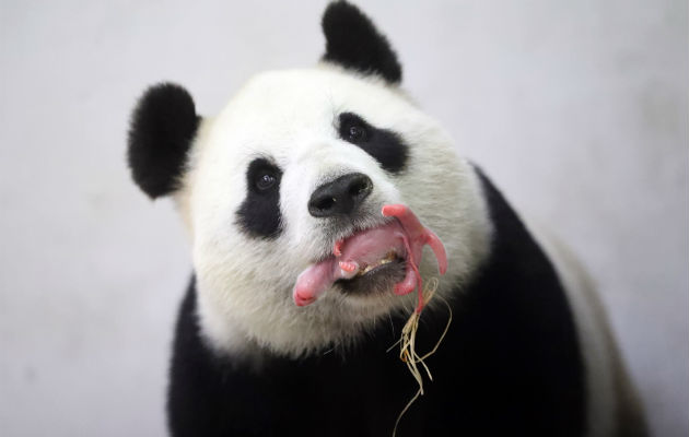 Mamá panda y su cría. Foto/ AP