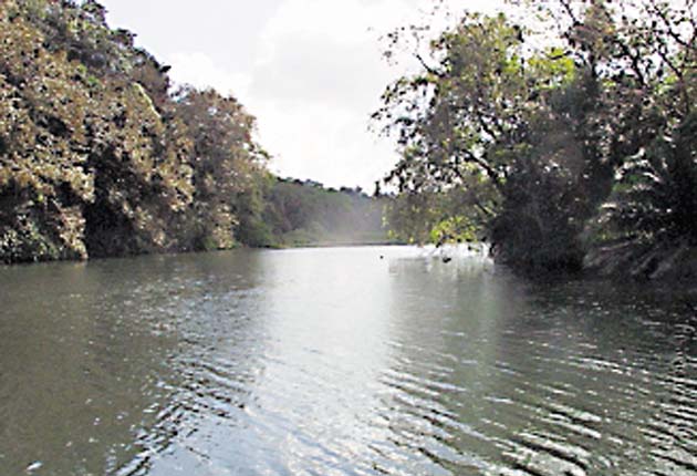 Reforestación, además de los hallazgos encontrados en la ampliación del Canal