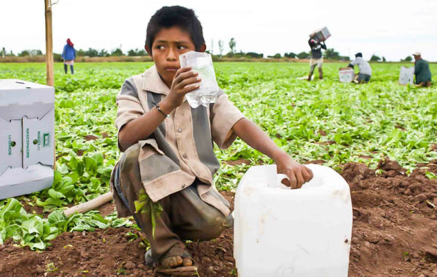 Casi 100 millones de menores en el mundo trabajan en agricultura.