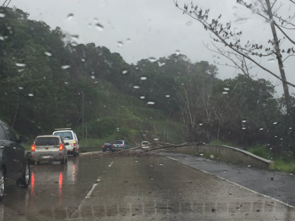 Caída de árbol en la vía Centenario. Foto/Twitter