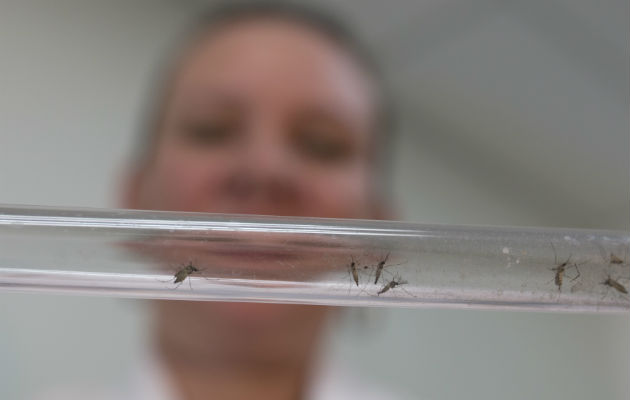 El virus lo transmite el mosquito Aedes aegypti. Foto/ AP