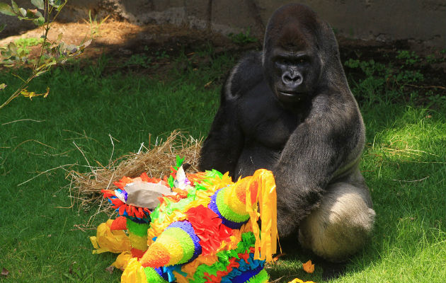 El gorila Bantú del Zoológico de Chapultepec, tenía 24 años. FOTO/EFE