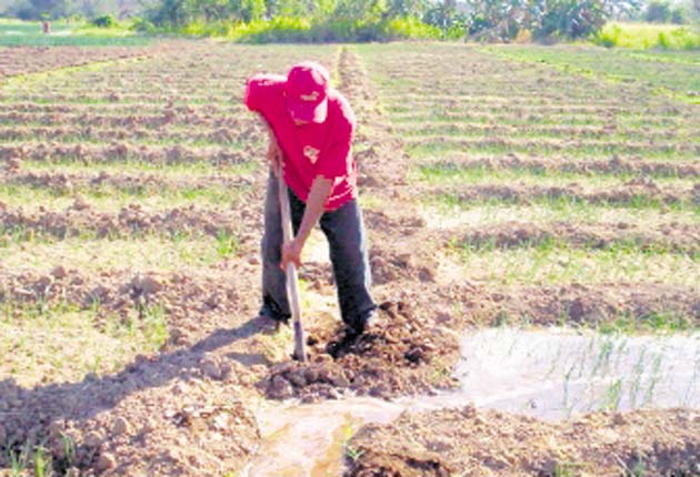 Agricultores destacan que la  falta de financiamiento los desmotivó