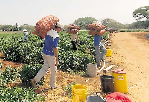Sector agro está en crisis. /Foto Archivo