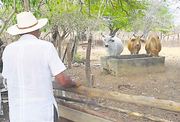 Preparación: El pronosticador Jesús Salazar  dijo que ahora lo que toca es preservar y crear fuentes hídricas de respaldo, por ejemplo, colocar plantas en abrevaderos que absorban la radiación y evitan que el agua se evapore.   