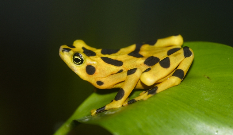 Especie endémica de El Valle de Antón y Parque Nacional Campana. Especie endémica de El Valle de Antón y Parque Nacional Campana. /Foto wikipedia.org