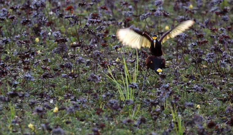 Una gallareta. Su hábitat es Parque Palo Verde, en Guanacaste. Una gallareta. Su hábitat es Parque Palo Verde, en Guanacaste. /Foto EFE