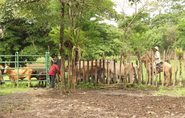 En total en julio pasado fueron sacrificadas en Panamá 27,904 cabezas de ganado vacuno/Archivo.