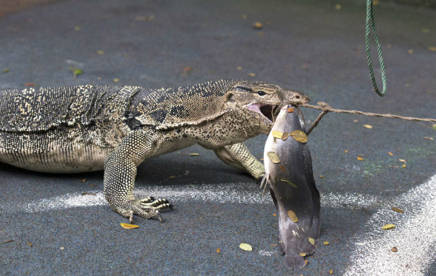 Cuidadores tailandeses atrapan a un dragón de Komodo durante la campaña de reubicación de reptiles en el parque Lumpini en Bangkok, Tailandia. Foto: EFE