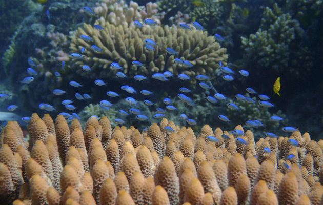 damiselas verdes en un coral de la Gran Barrera del noreste de Australia.FOTO/EFE