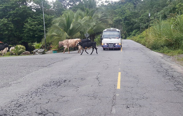 Conductores deben bajar la velocidad. Foto: Leonardo Machuca.