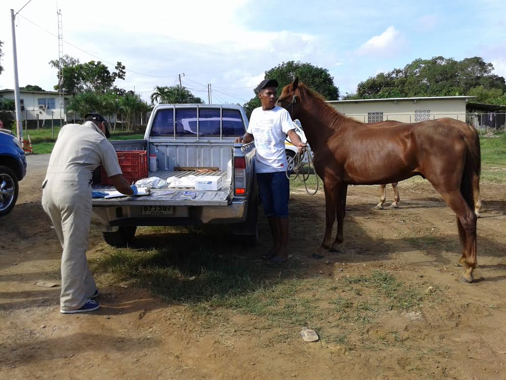 Es la segunda dosis que se le aplica a los equinos en Herrera. Foto: Thays Domínguez