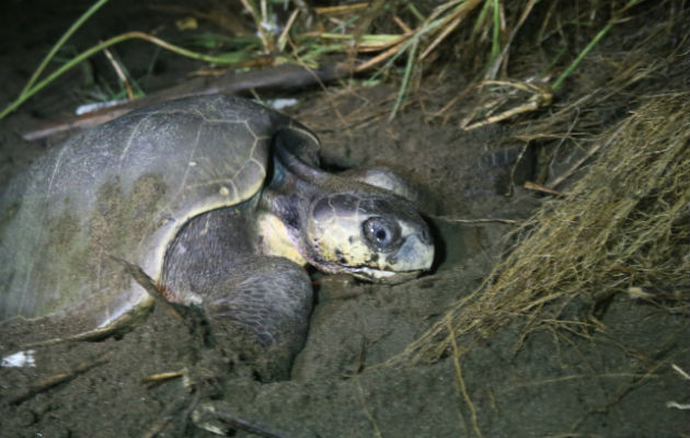 Tortuga lora llega a las costas darienitas.