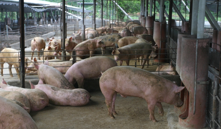 La alimentación de los cerdos también es regulada por  el decreto, lo que podría afectar a los que se dedican a la actividad de subsistencia. /Foto Archivo
