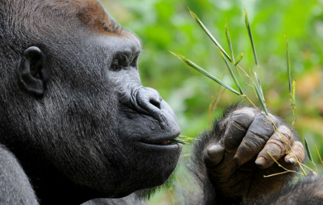 Piden proteger al gorila oriental del Congo. Foto/ EFE