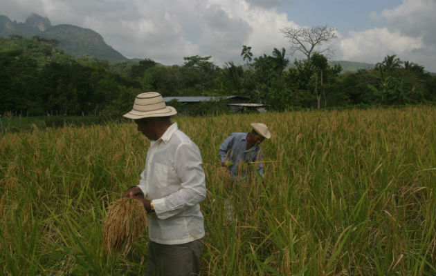 Cosecha de arroz nacional