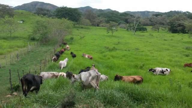 Coyotes matan terneros en fincas en Portobelillo de Parita