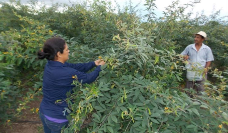 Siembra de guandú. Archivo