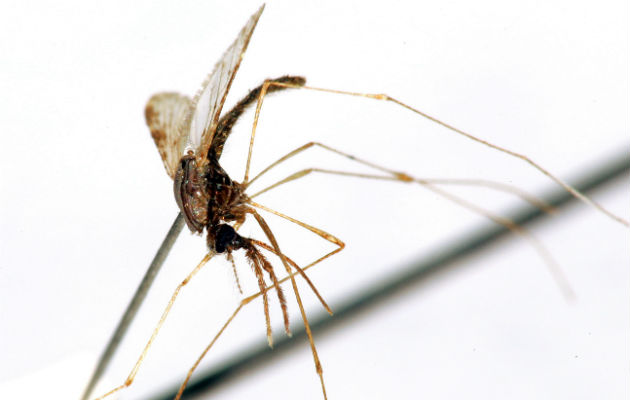 Mosquito hembra del género 