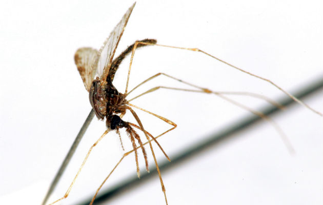 Mosquito hembra del género