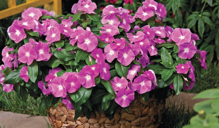 Los distintos colores de la vinca la convierten en una de las más vistosas. Archivo
