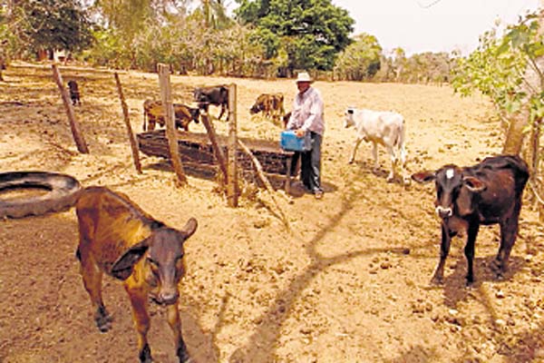 Alimentos para los panameños deben provenir de los  campos