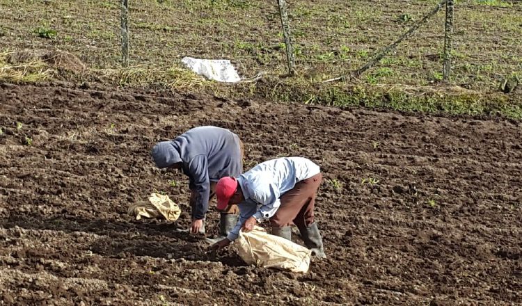 Esperan apoyo de las autoridades nacionales para poder colocar su producto en los mercados. /Foto José Vásquez