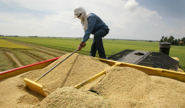 Los productores de arroz se quejan de las importaciones desmedidas por parte del Gobierno, lo que les ha generado pérdidas. /Foto Archivo
