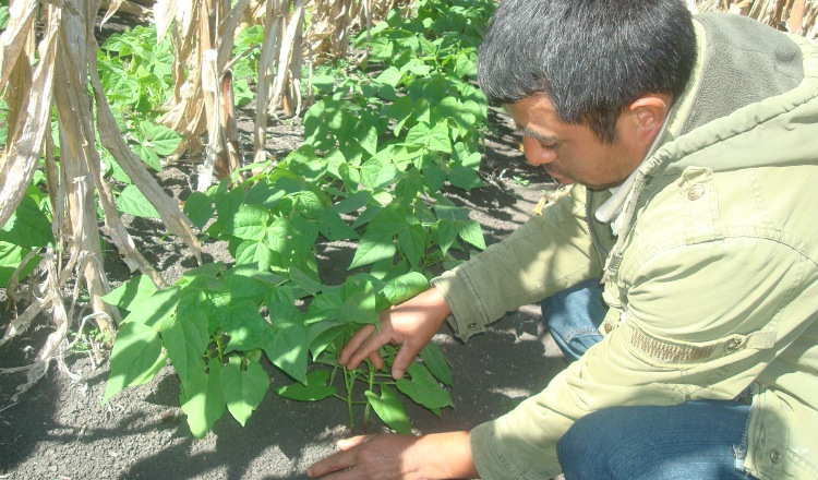 Según el representante de la FAO, el incremento del grano de frijol es normal. Archivo