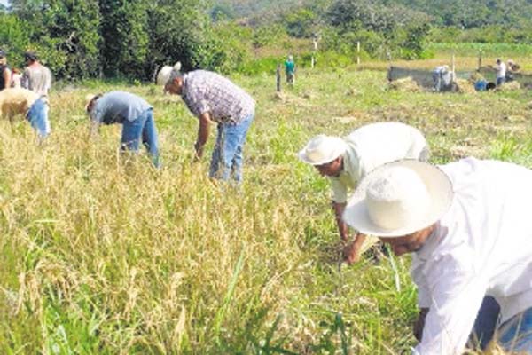 Importaciones desmedidas de arroz han afectado a los productores