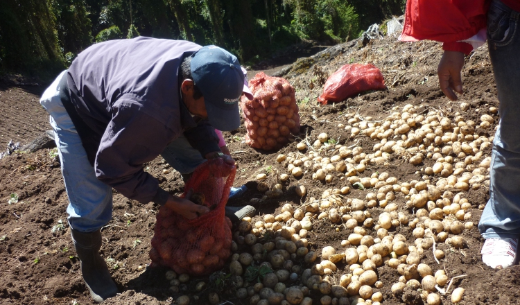 Diversos gremios del sector agropecuario se han quejado por la falta de protección a la producción nacional y las importaciones desmedidas. /Foto Archivo