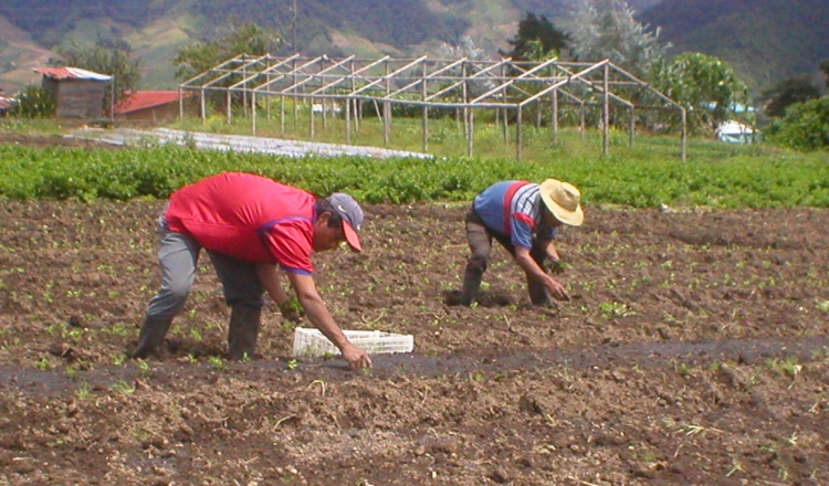 No toda la economía crece al 5%, porque, por ejemplo, el agro está llegando a la recesión. Archivo