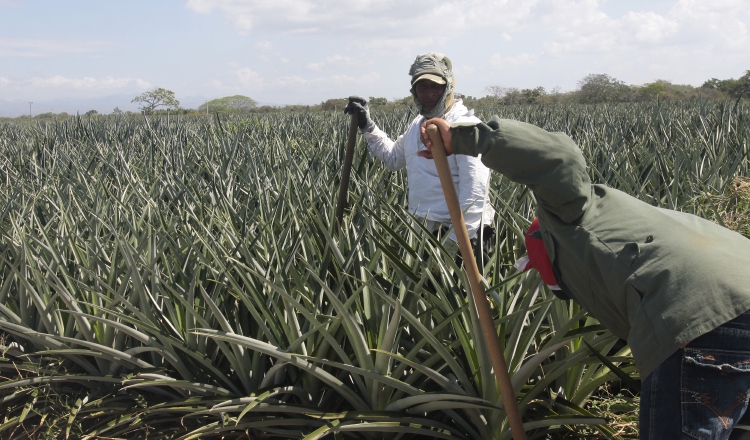 Tratados de Libre Comercio (TLC) favorecen a las importaciones, ya que los exportadores panameños aseguran enfrentar  múltiples  obstáculos. /Foto Archivo