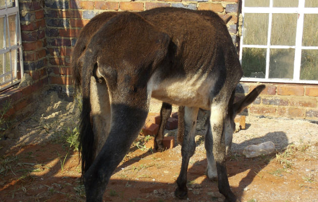 Burro rescatado de los traficantes de pieles. Foto/ EFE