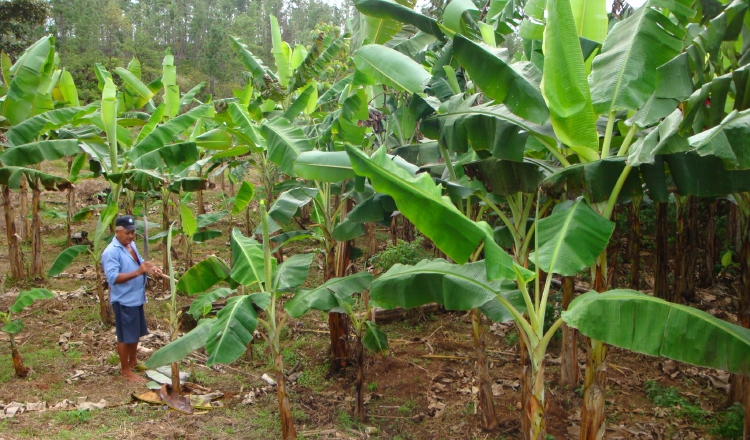 Las plantaciones han sido afectadas desde el mes de noviembre en las provincias de Chiriquí y Bocas del Toro. /Foto Archivo 