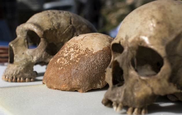 Cráneos de Homo sapiens. Foto/ EFE