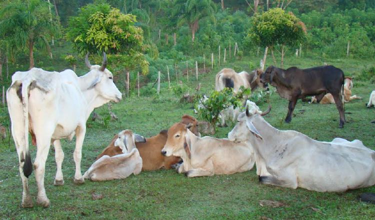 Por el momento, los animales están aislados de otros hatos de ordeño, se tramita su sacrificio. /Foto: Ilustrativa/Archivo
