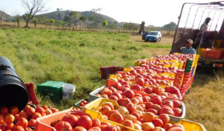 Muchos productores podrían dejar de sembrar tomate. /Foto José Vásquez 