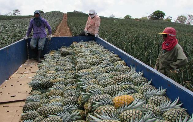 Difícil sacar la producción. Foto: Eric. A. Montenegro