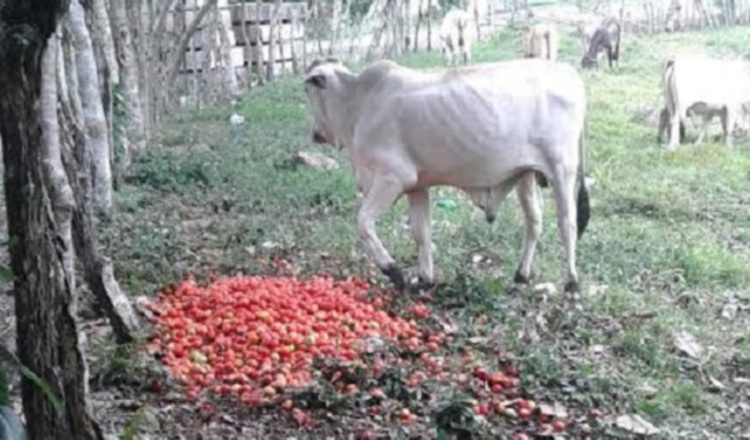En los potreros de la fincas en Chiriquí, los tomates se pueden ver esparcidos en el suelo. José Vásquez