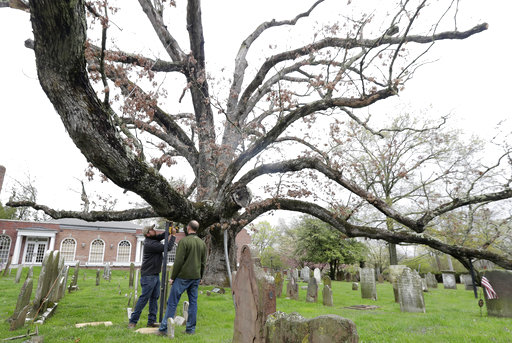 El árbol había existido unos 300 antes de que la iglesia fuera construida en el 1717. FOTO/AP