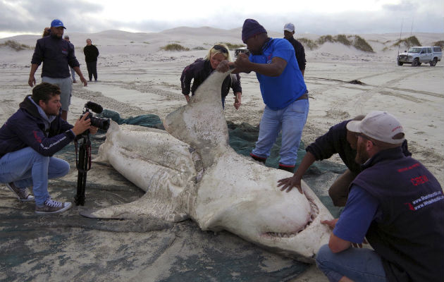 Es muy probable que las orcas se presenten en zonas donde no han sido vistas se aprovechen de los tiburones. FOTO/AP