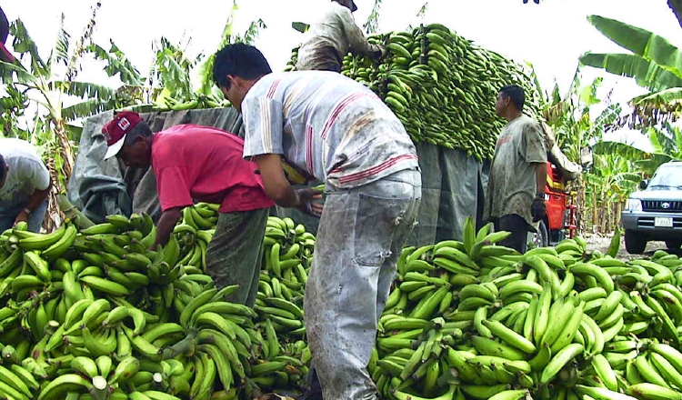 Los productores señalan que producen 200 plátanos por hectárea /Foto Archivo