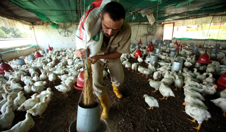 La actividad avícola del país istmeño se concentra en Panamá Este, Panamá Oeste, Veraguas y Coclé. /Foto Archivo.